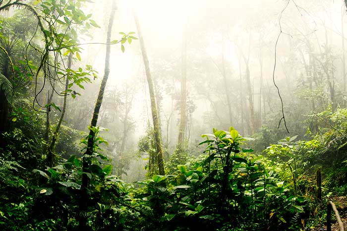 CAF protects 300,000 hectares of the Peruvian Amazon and neutralizes greenhouse gas emissions emitted since 1970