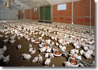 Support for strengthening poultry industry in Colombia Support for strengthening poultry industry in Colombia