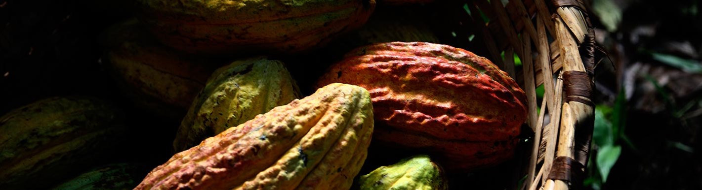 Cacao fino, la joya de América Latina
