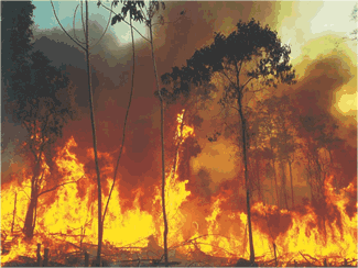 Support for Forest-Fire Control Program in the Bolivian Amazon