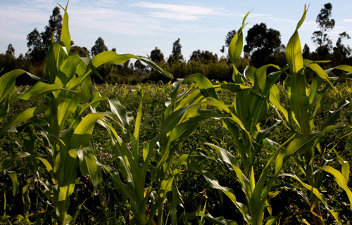 Efficient irrigation strengthens ecologic agriculture 