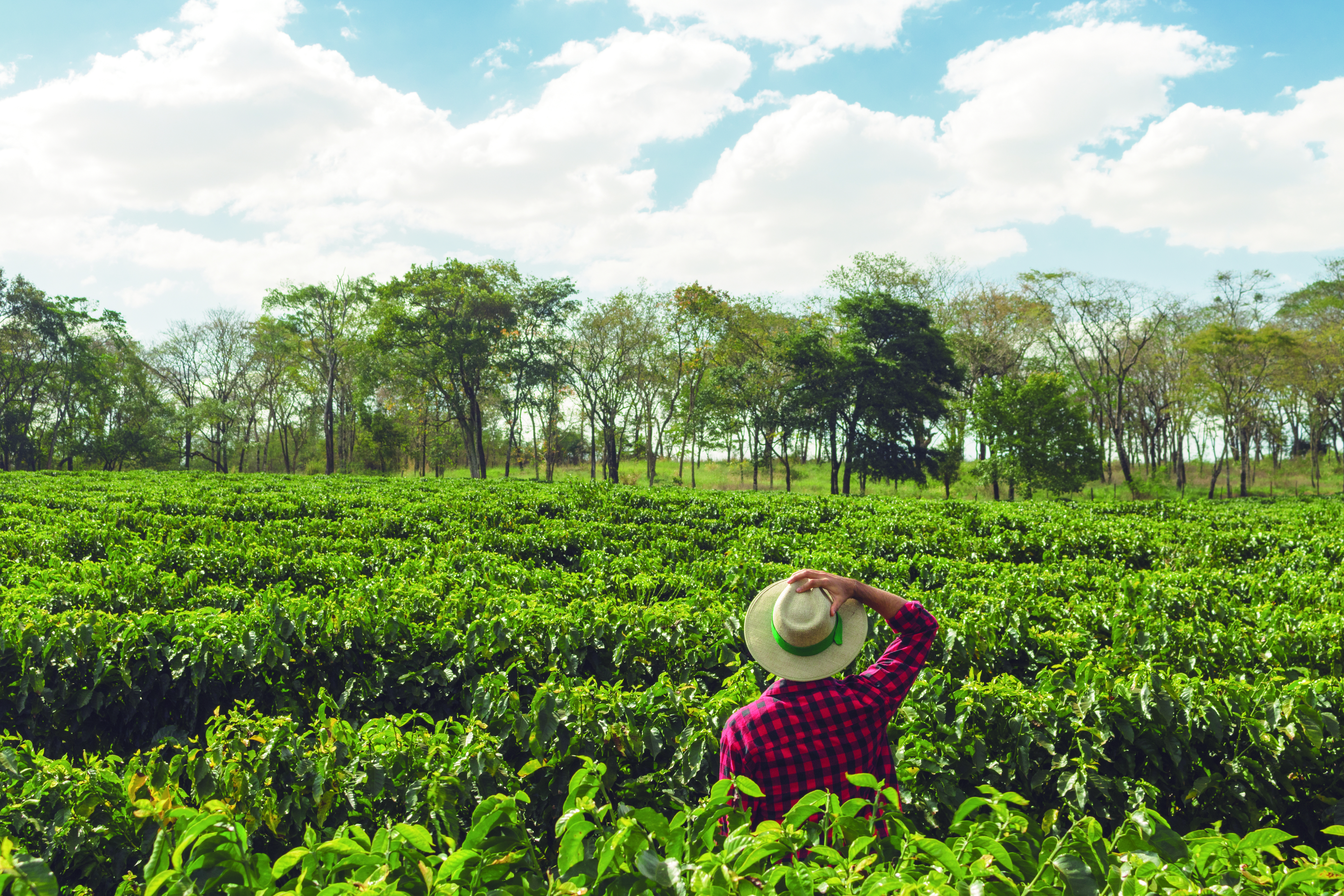 El campo colombiano, estratégico para orientar el desarrollo de Colombia.