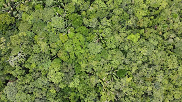 Desarrollo económico verde e inclusivo en la Amazonía brasileña