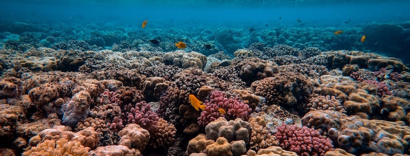 CAF protege los corales en Colombia, Costa Rica, Ecuador y México