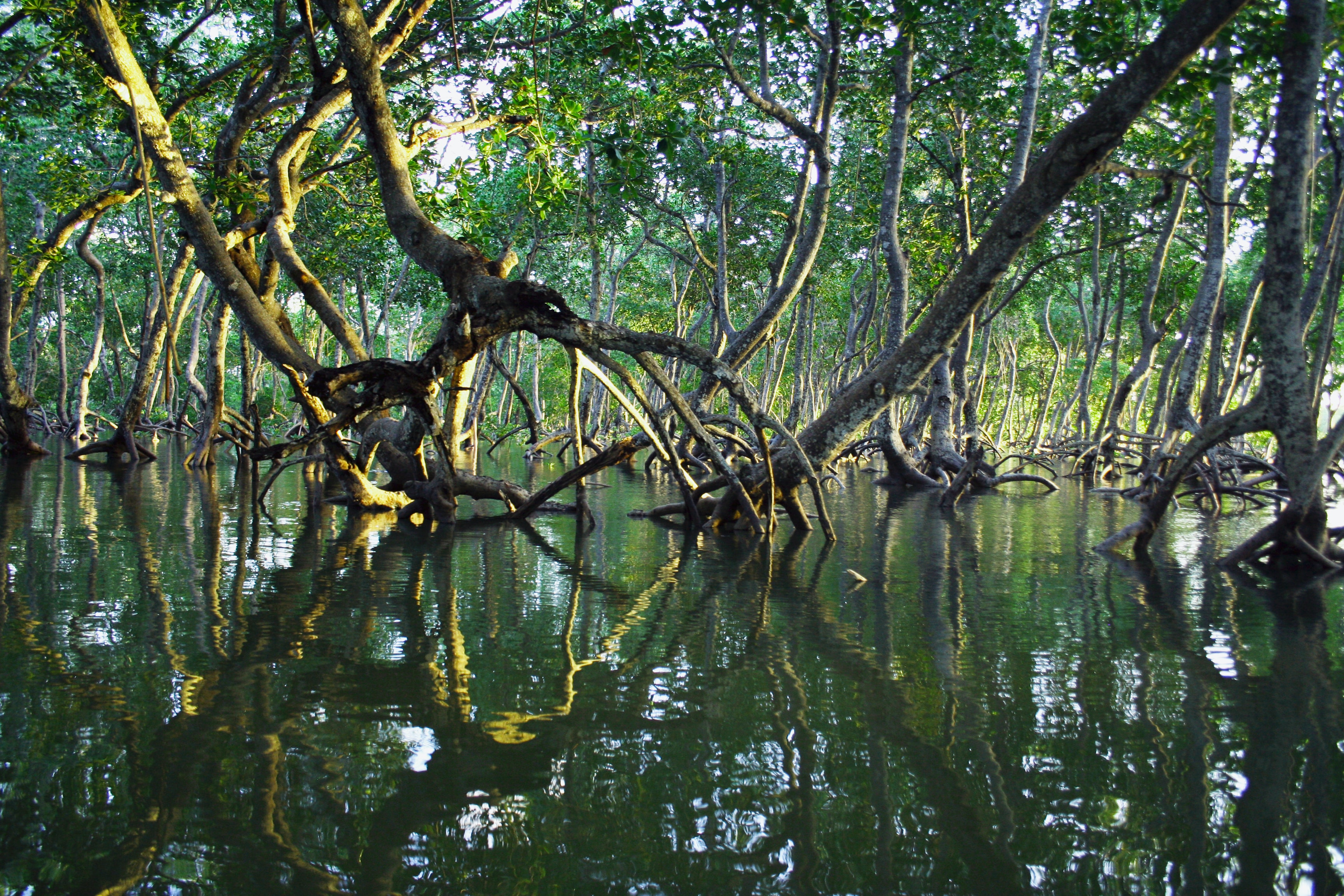 Los manglares toman el Pabellón de #LACenLaCOP28