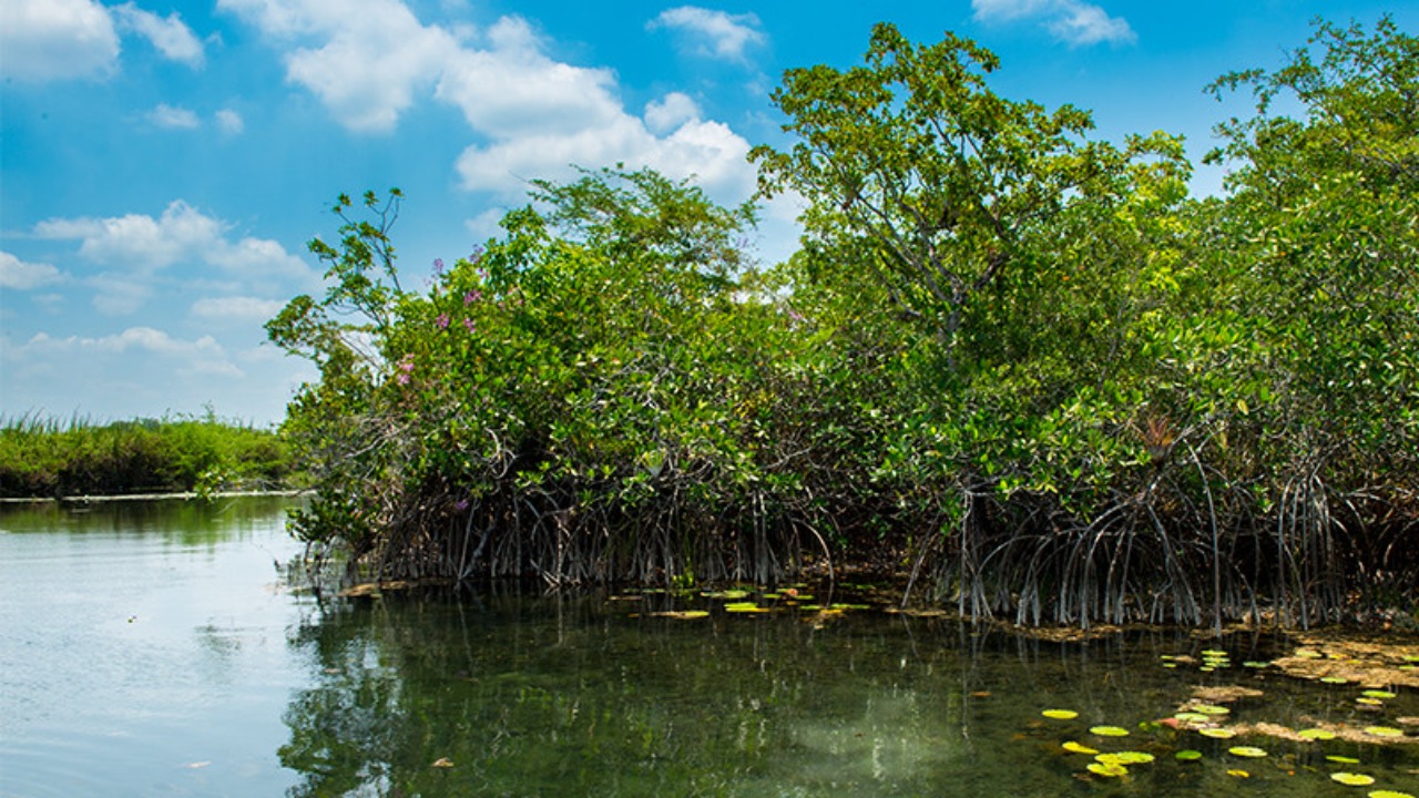 3 soluciones latinoamericanas contra el cambio climático