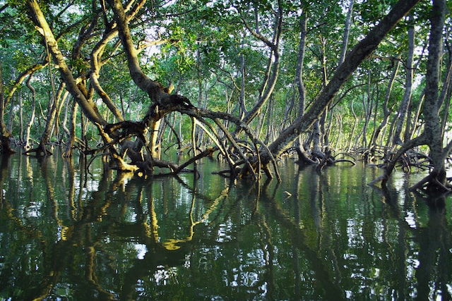 Ecosistemas latinoamericanos, clave frente al cambio climático