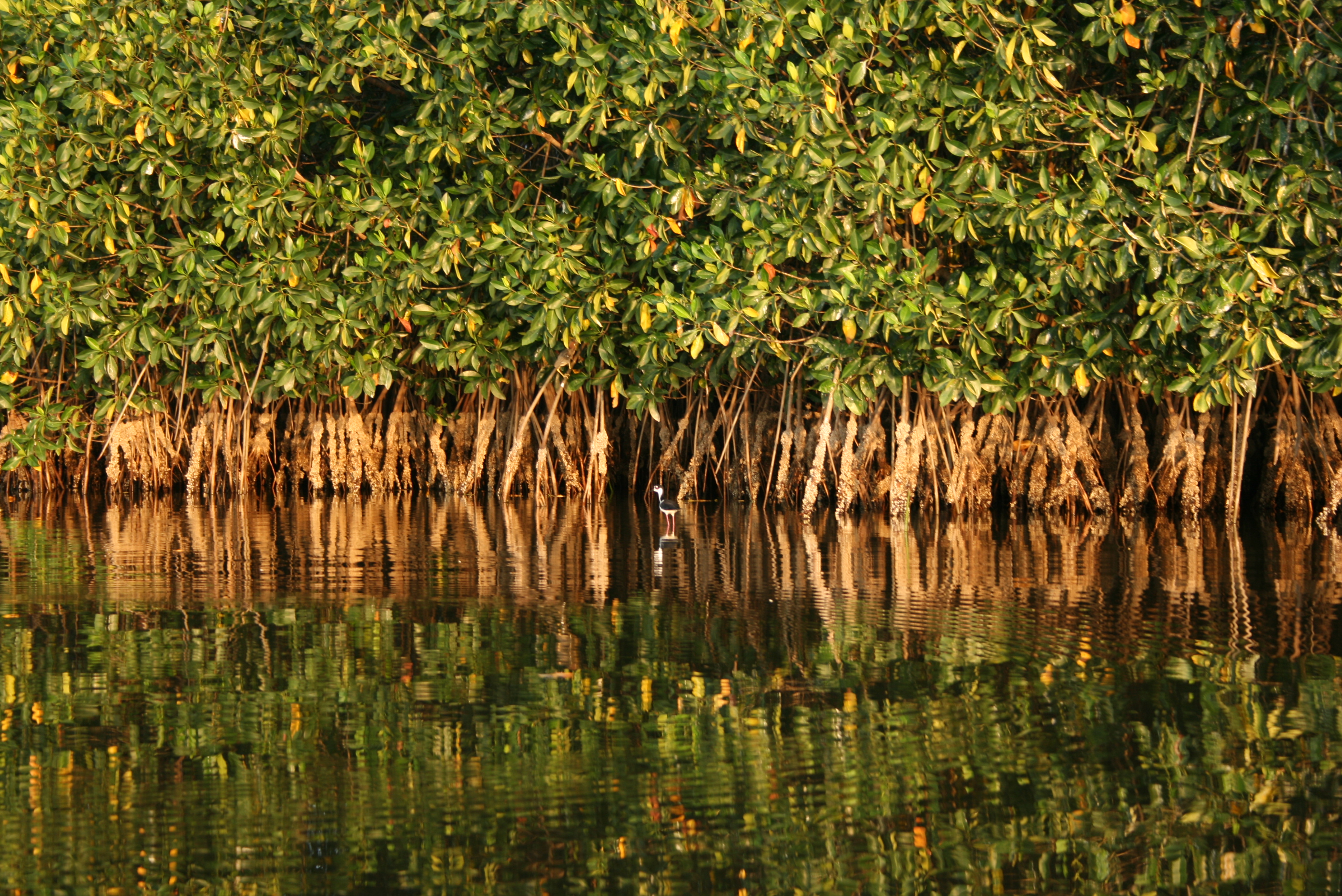 CAF joins the Mangrove Breakthrough Global Mangrove Coalition