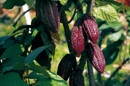 El mercado de cacao fino y de aroma: un camino alternativo para América Latina